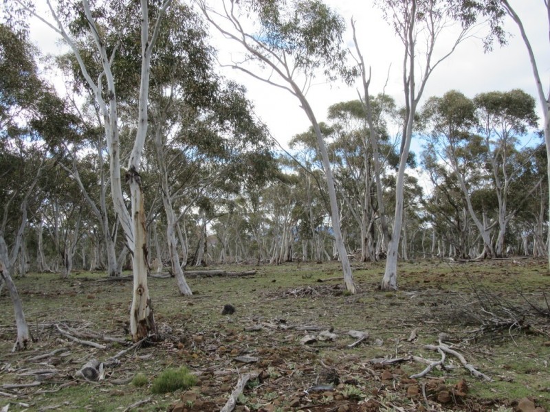 466 Caddigat Rd, Dry Plain NSW 2630