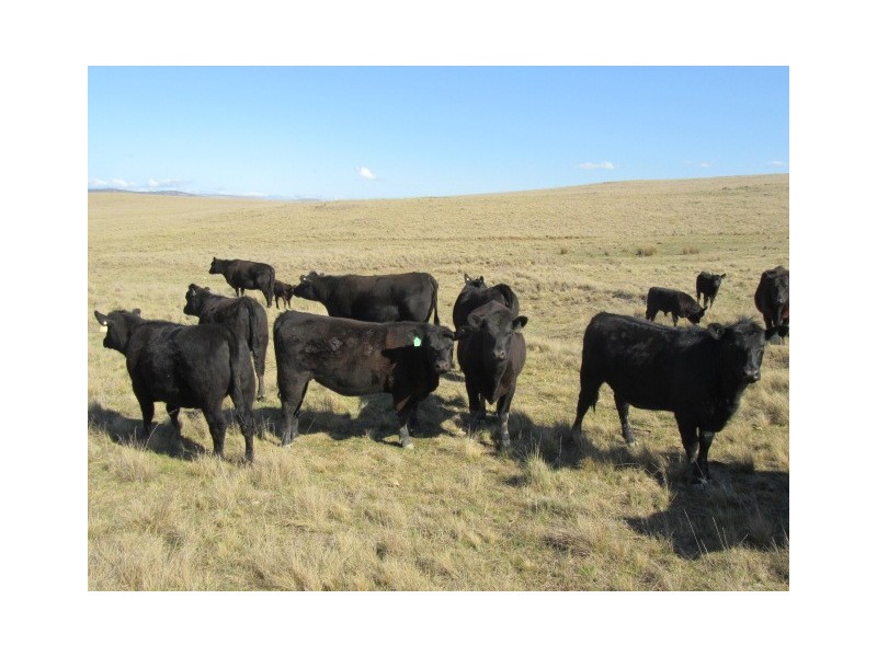 Lots 79,81,84 DP 750530 Carlaminda Rd, Cooma NSW 2630