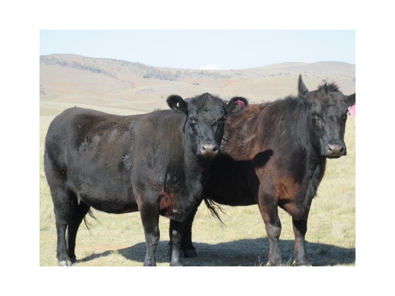 Lots 79,81,84 DP 750530 Carlaminda Rd, Cooma NSW 2630