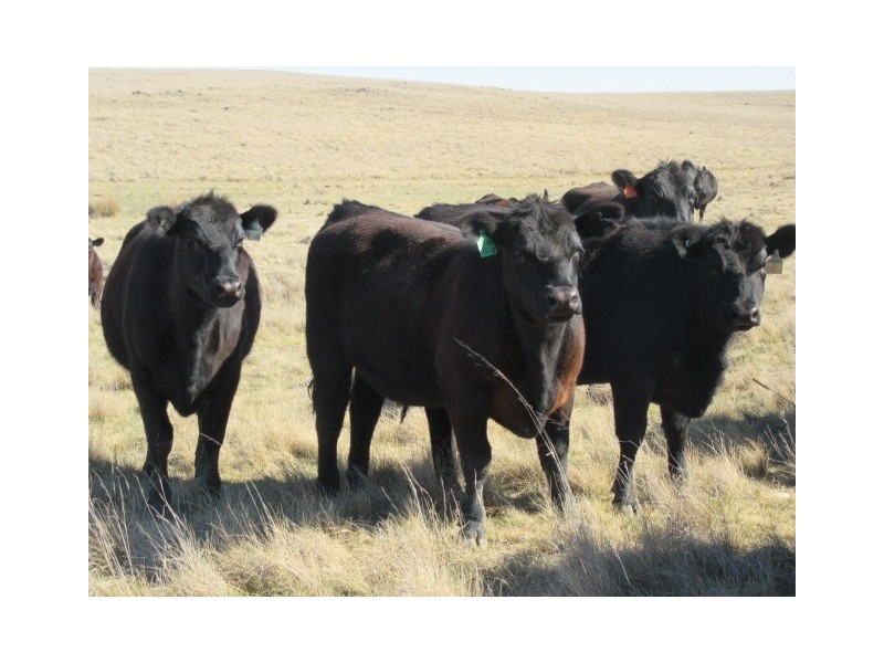 Lots 79,81,84 DP 750530 Carlaminda Rd, Cooma NSW 2630