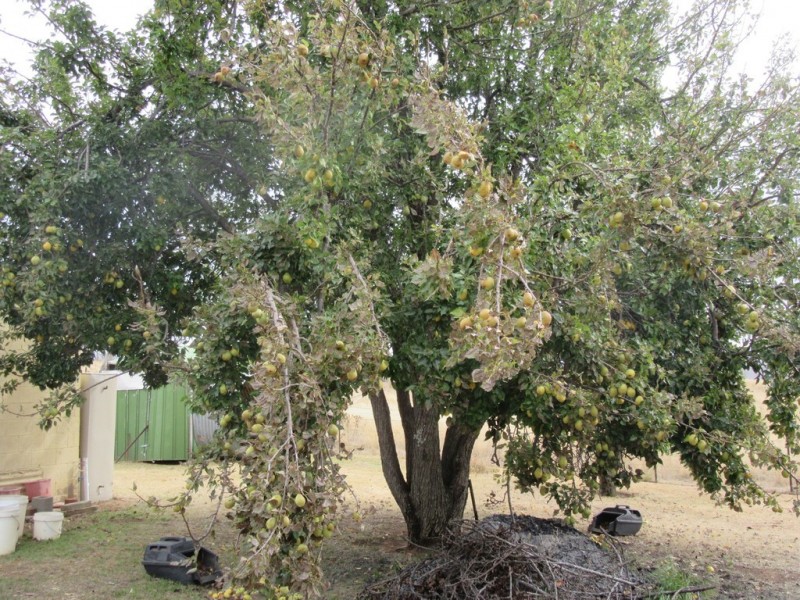 718 SNOWY MOUNTAINS HIGHWAY, Cooma NSW 2630