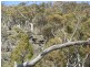399 BILLILINGRA ROAD, BREDBO, Billilingra NSW 2630