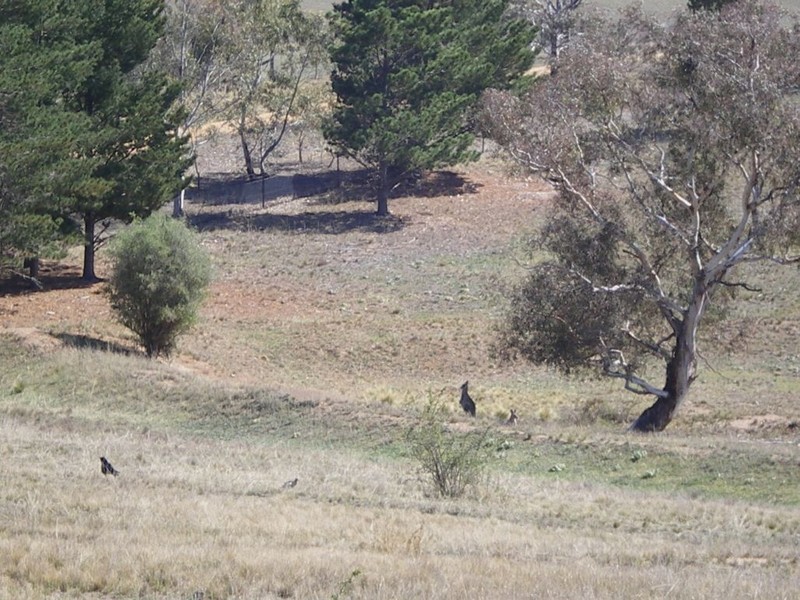 Lot 22 Binjura Rd, Bunyan NSW 2630