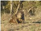 2145 Shannons Flat Rd, Cooma NSW 2630