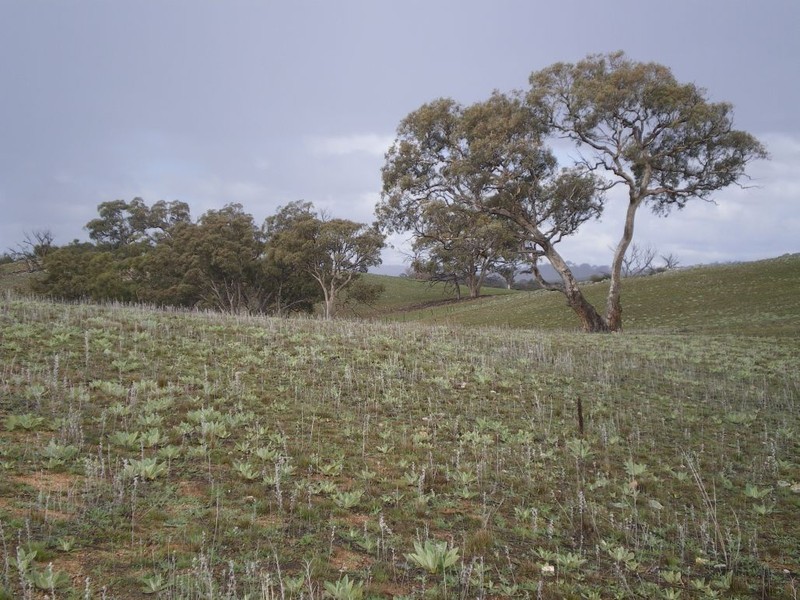 Lot 4 Ironmongy Rd, Dalgety NSW 2628