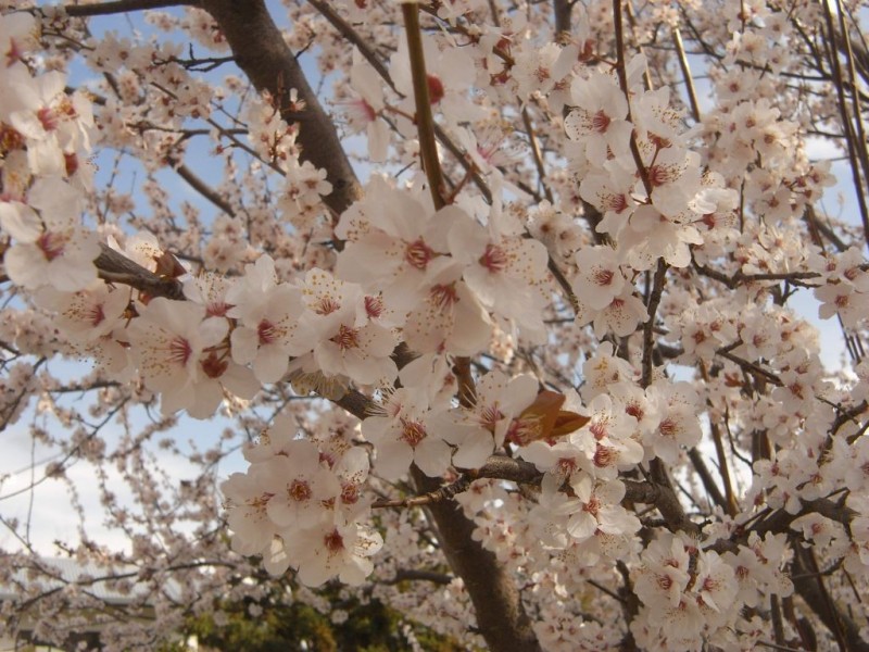 23 Mawson Street, Cooma NSW 2630