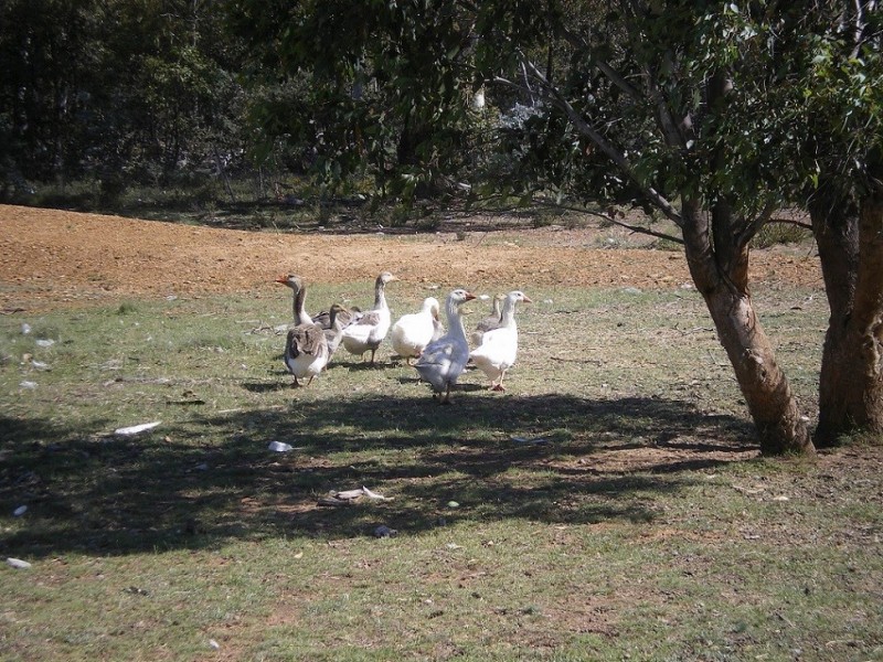 2498 Shannons Flat Rd, Cooma NSW 2630