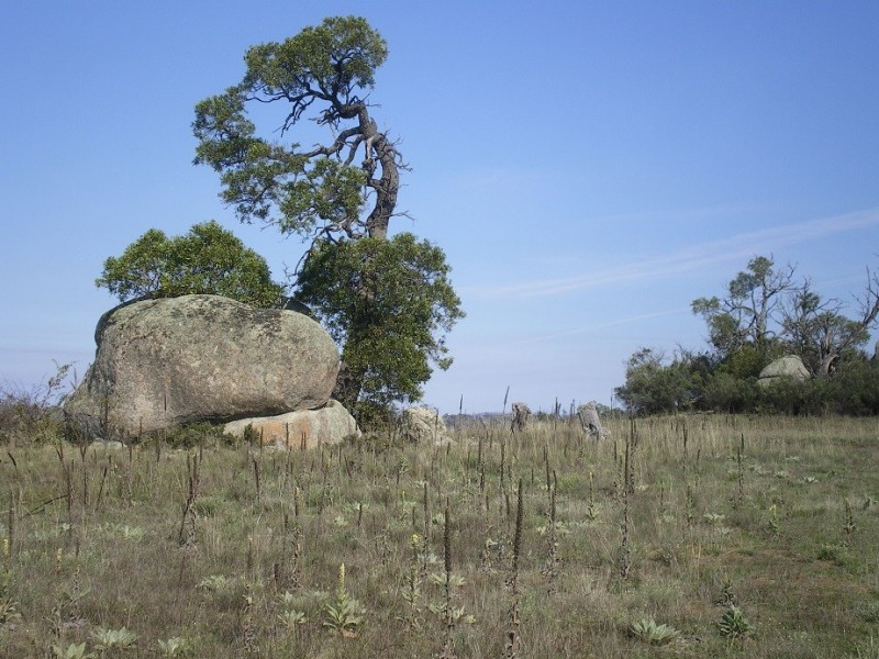 314 Bobundara Rd, Berridale NSW 2628