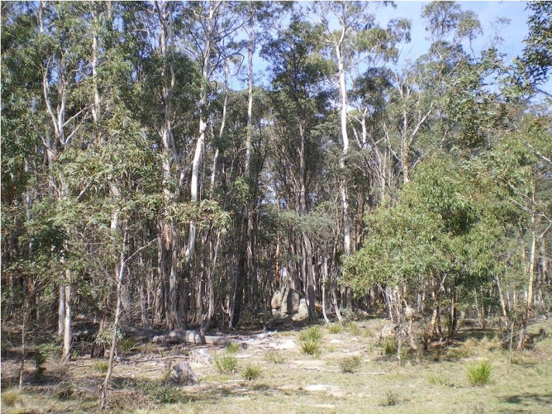 3758 Badja Rd, Countegany NSW 2630