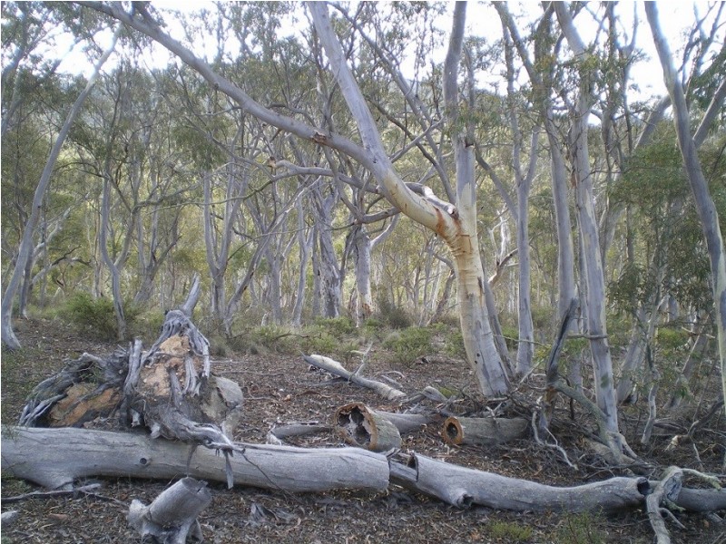 3758 Badja Rd, Countegany NSW 2630