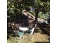 399 Stoney Creek Rd, Berridale NSW 2628