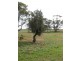 Lot 4 Mannum-Murray Bridge Rd, Mannum SA 5238
