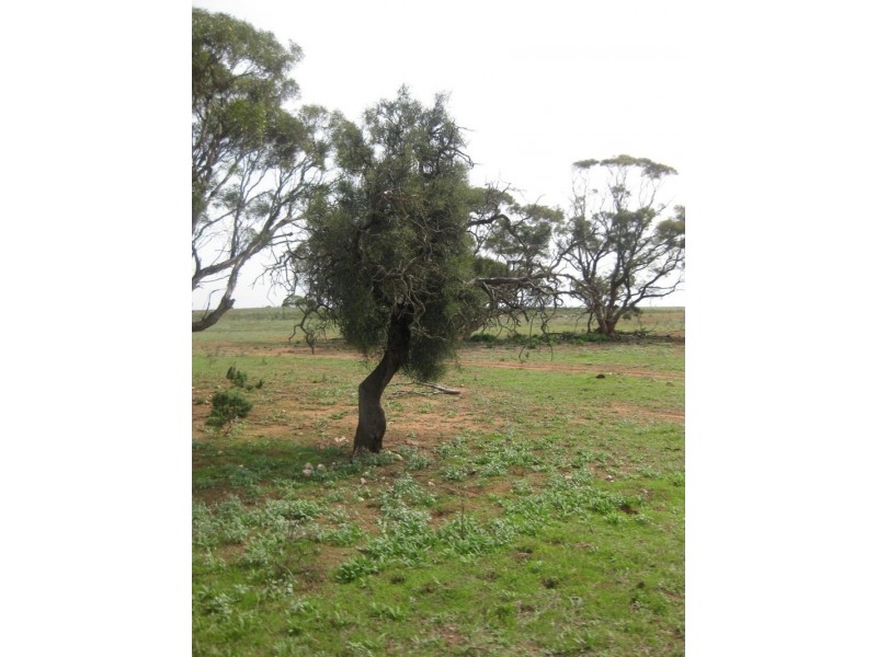 Lot 4 Mannum-Murray Bridge Rd, Mannum SA 5238
