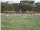 Lot 4 Mannum-Murray Bridge Rd, Mannum SA 5238