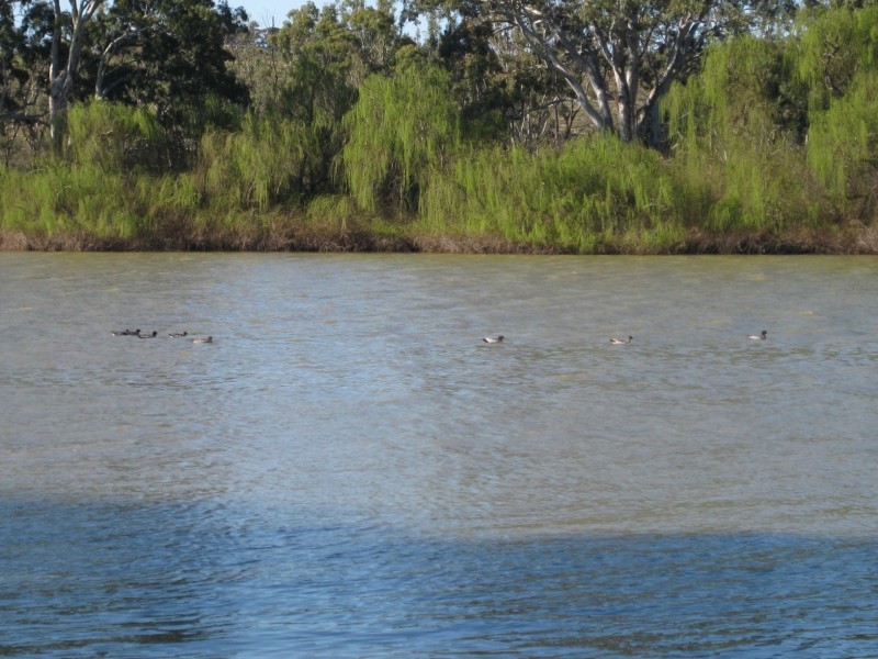 Site 22 Younghusband Holdings VIA, Mannum SA 5238