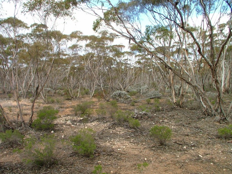 Allotment 20 Goondooloo Road, Bowhill SA 5238