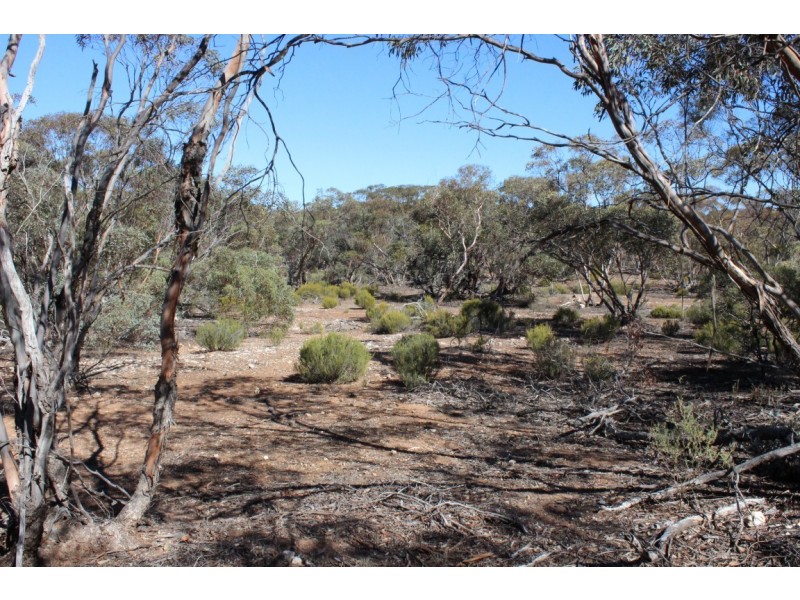 Allotment 20 Goondooloo Road, Bowhill SA 5238