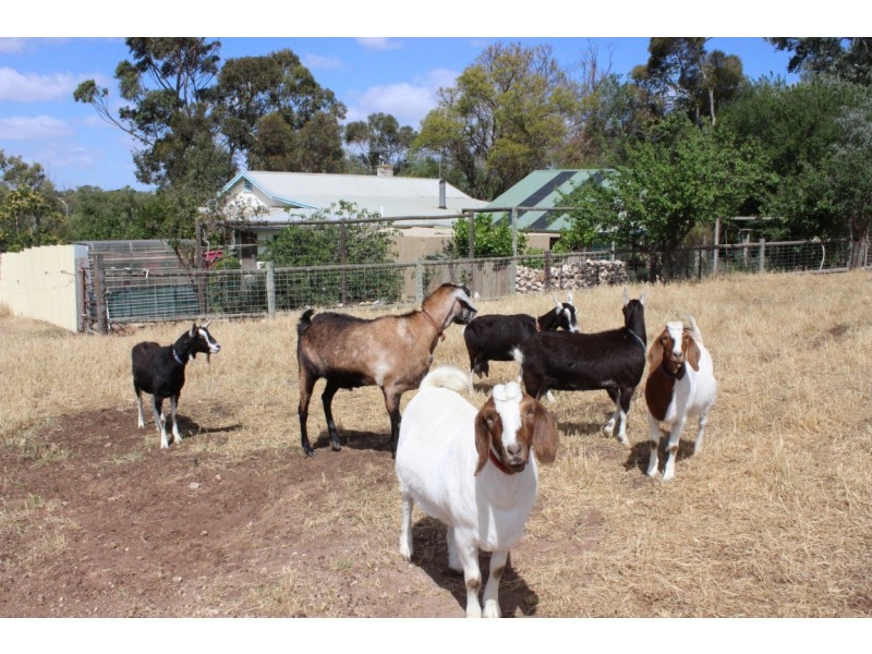 244 Weidenhofer Road, Ponde SA 5238