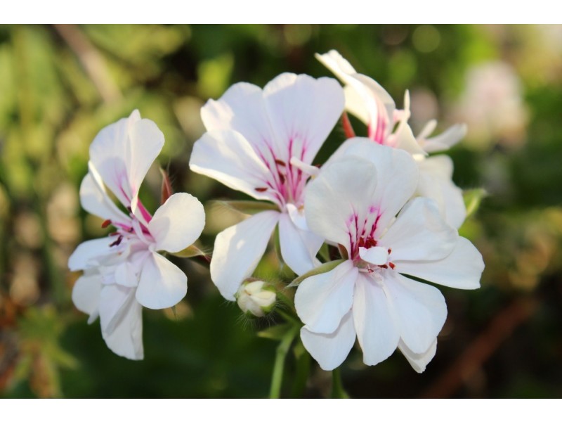 Allotment 41 Tom Groggin Drive, Younghusband SA 5238