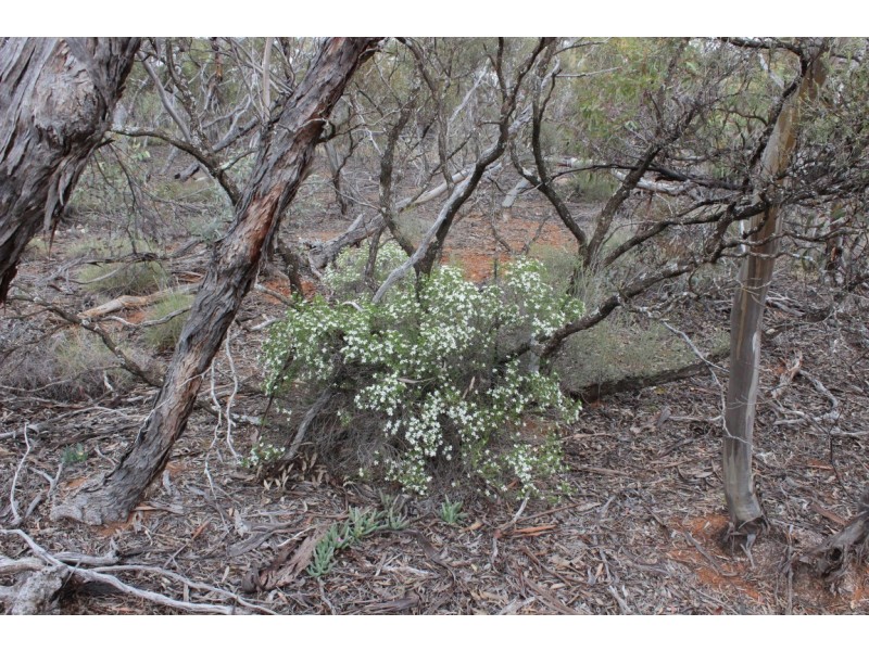 Section 457 Murraylands Road, WALKER FLAT via, Mannum SA 5238