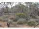 Section 457 Murraylands Road, WALKER FLAT via, Mannum SA 5238