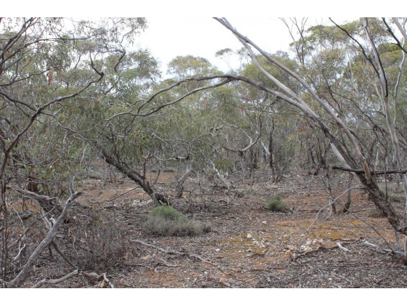 Section 457 Murraylands Road, WALKER FLAT via, Mannum SA 5238