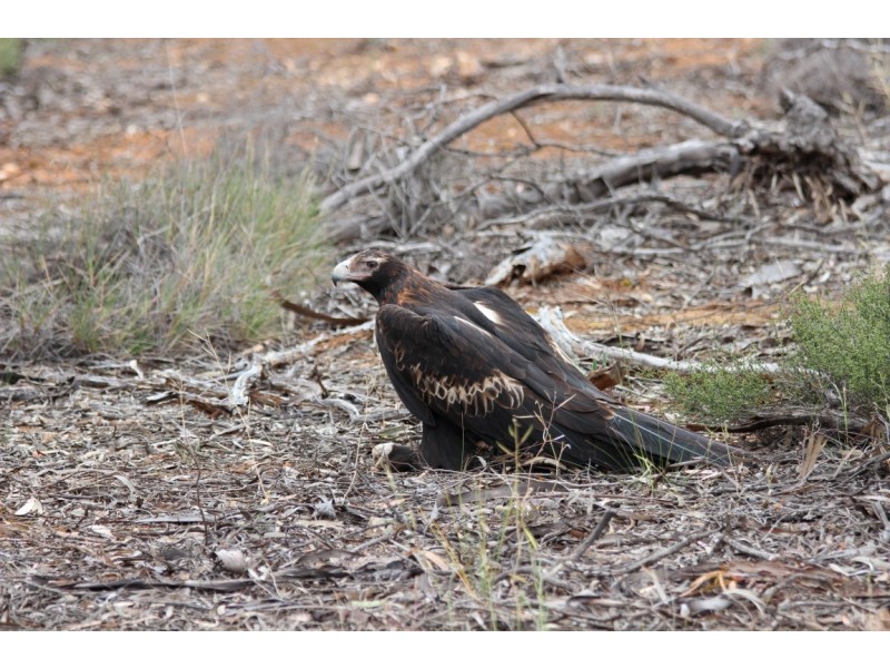 Section 457 Murraylands Road, WALKER FLAT via, Mannum SA 5238