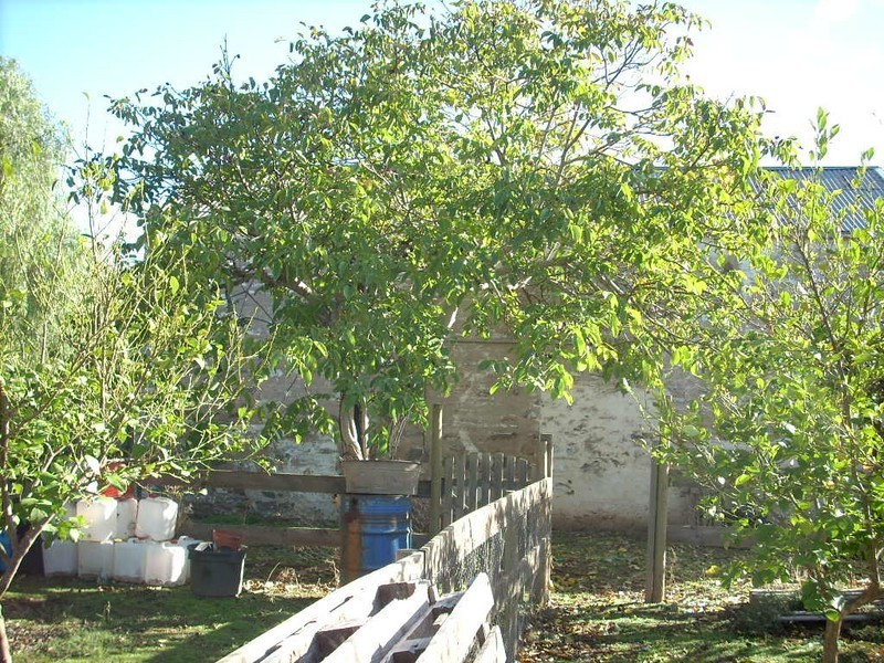 32 Railway  Street, Kapunda SA 5373