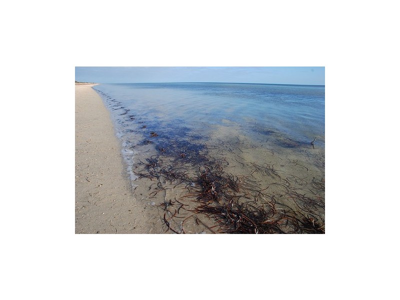 Lot 125 Gannet Court, Thompson Beach SA 5501