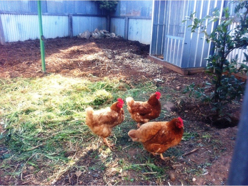 1 Delamere Drive, Paralowie SA 5108