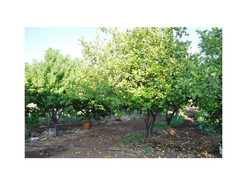 Lot 41 Dalkeith Road, Kudla SA 5115