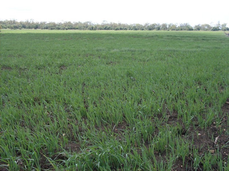 79 Brookvale Park Road, Oakey QLD 4401