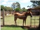 23 McDowall Street, Newtown QLD 4350
