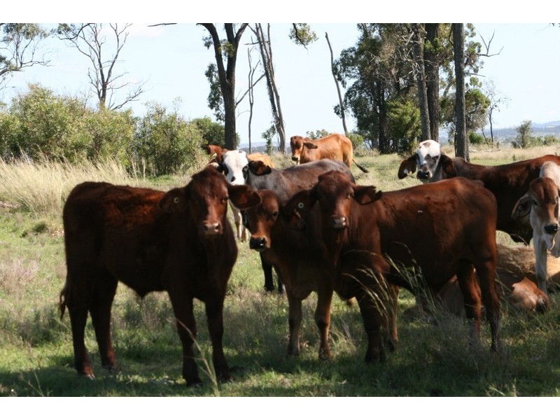 174 Sternberg Road, Kulpi QLD 4352