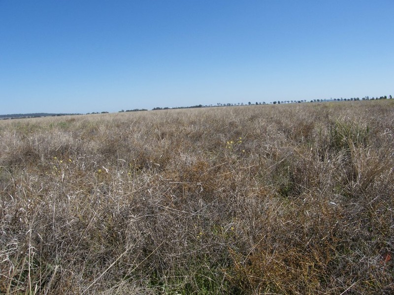 Lots 19, 20 Speeds Rd, Oakey QLD 4401