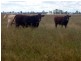 441 Percy Jurgs Road, Cecil Plains QLD 4407