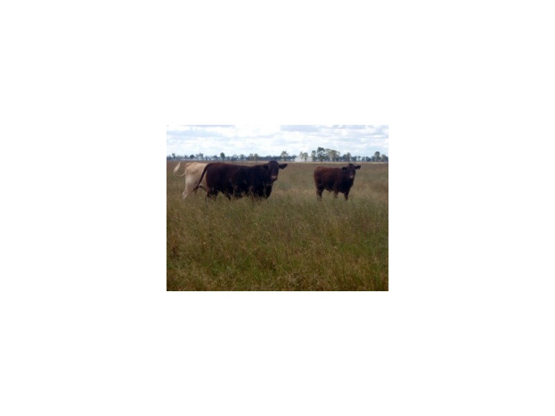 441 Percy Jurgs Road, Cecil Plains QLD 4407
