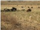 “BRUNNERS” WRIGHTS ROAD, Kingsthorpe QLD 4400