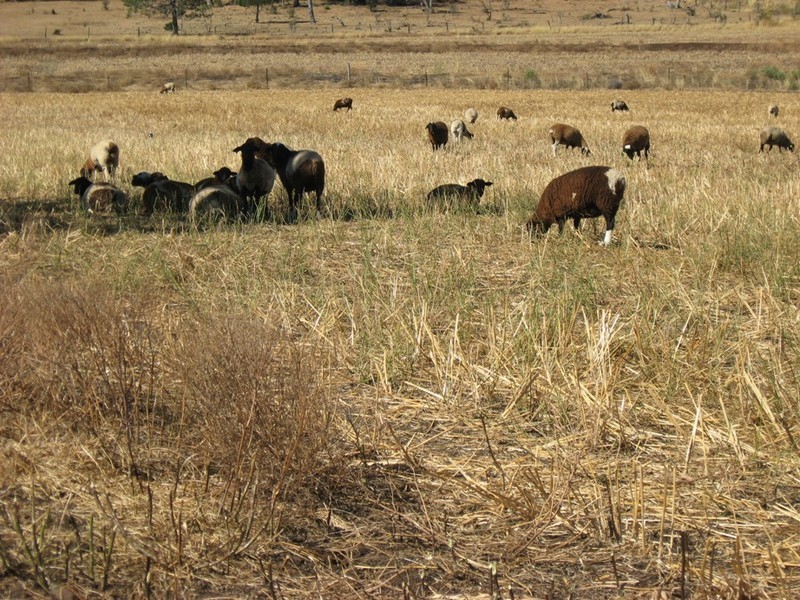 “BRUNNERS” WRIGHTS ROAD, Kingsthorpe QLD 4400