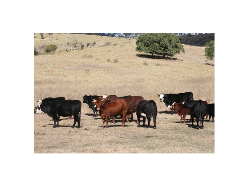 94  Rosenberg Road, Ma Ma Creek QLD 4347