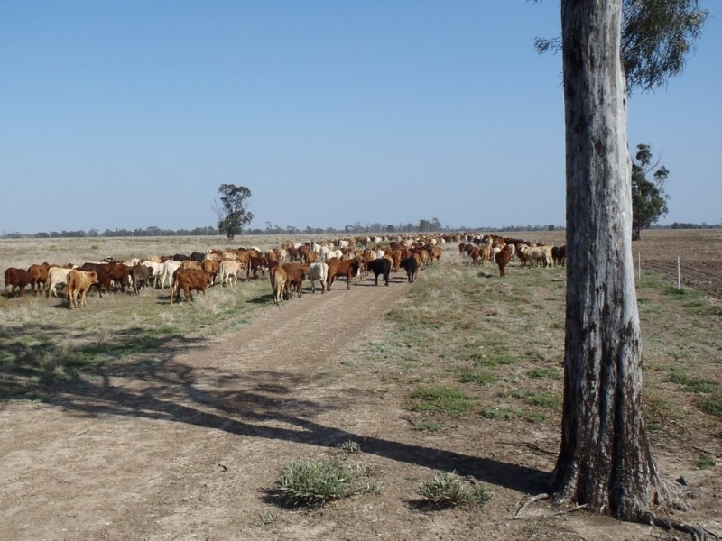“CORACK” Meandarra- Condamine Road, Meandarra QLD 4422