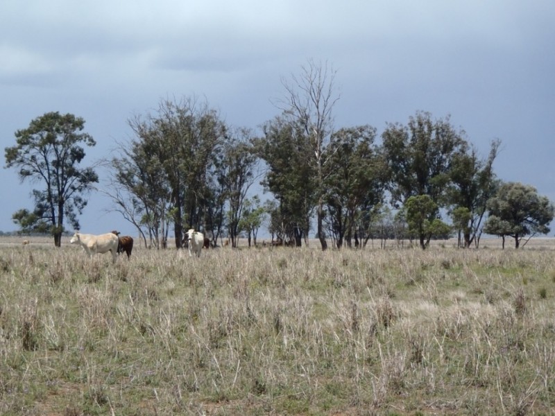 “THE LAURELS” Meandarra – Condamine, Meandarra QLD 4422