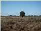 “THE LAURELS” Meandarra – Condamine, Meandarra QLD 4422