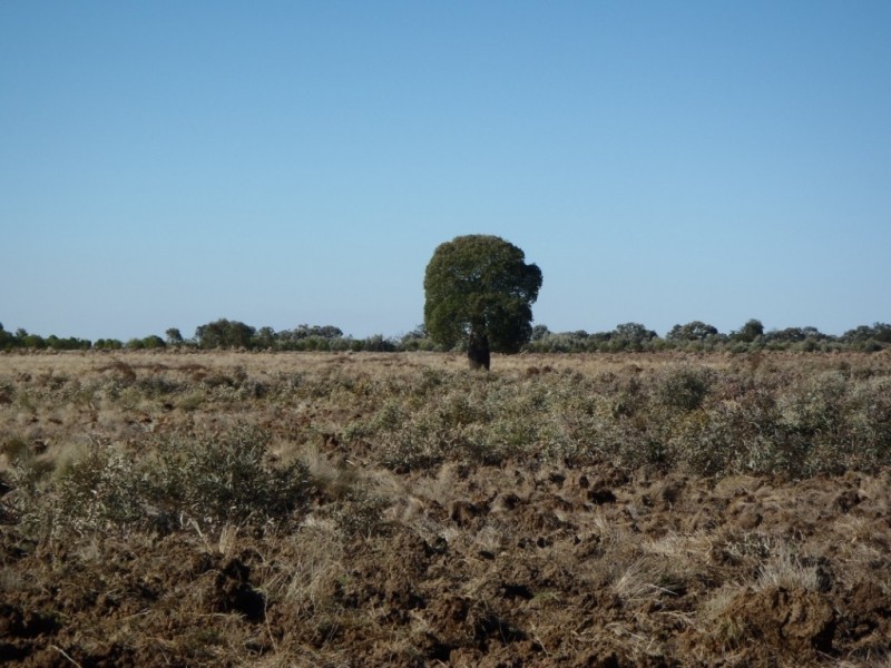 “THE LAURELS” Meandarra – Condamine, Meandarra QLD 4422