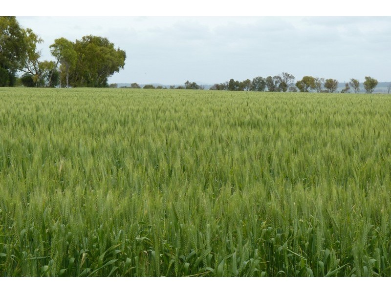 1 DEVON PARK ROAD, Oakey QLD 4401