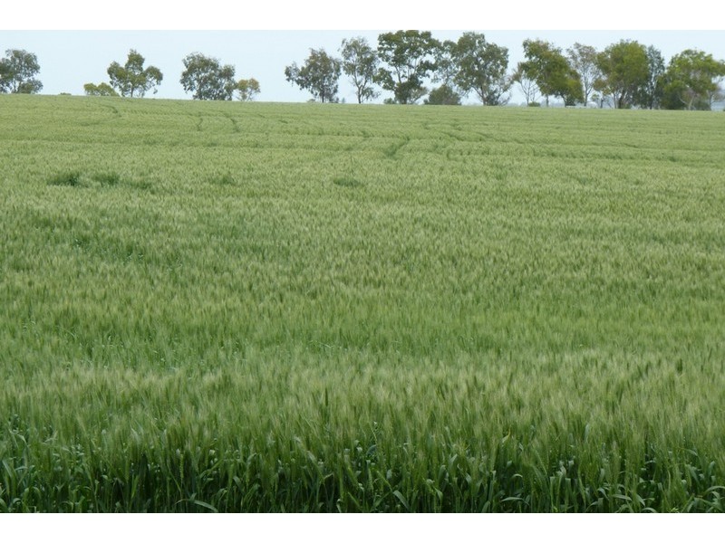 1 DEVON PARK ROAD, Oakey QLD 4401