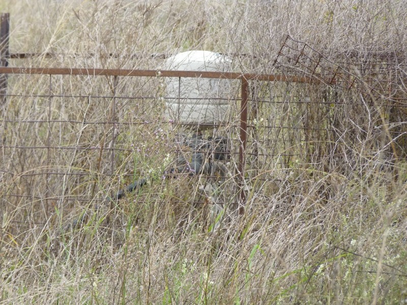 15 LOUTTIT CT, Gowrie Mountain QLD 4350