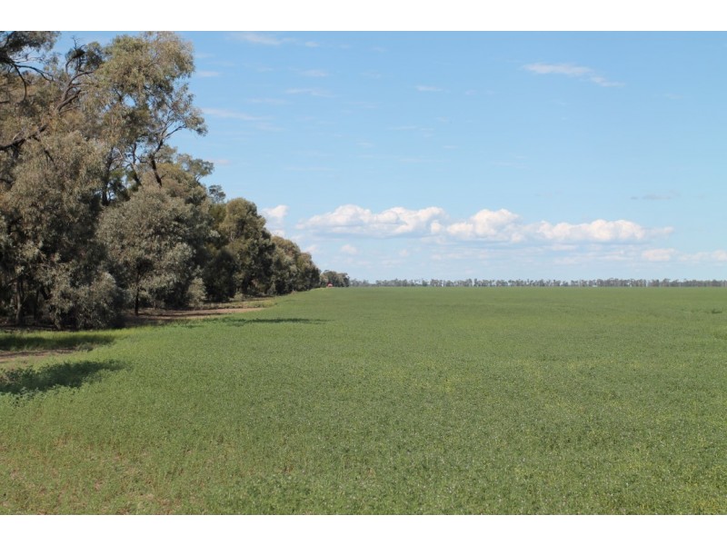 9698 ROMA – CONDAMINE RD, Condamine QLD 4416