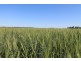 4089 ROMA – CONDAMINE RD, Condamine QLD 4416