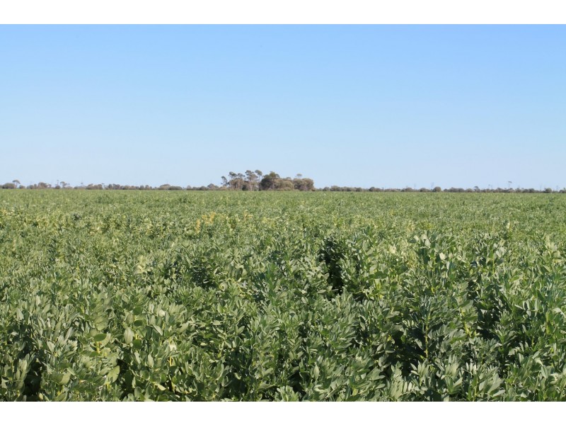 4089 ROMA – CONDAMINE RD, Condamine QLD 4416